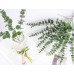 Miracliy 24 PCS Artificial Eucalyptus Stems Leaves Bulk, Faux Eucalyptus Greenery Stems for Vase Wedding Home Garland Decor