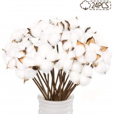 Miracliy 24 PCS Natural Cotton Stems Bolls Picks Dried Flower Branch Farmhouse Style Display Floral Arrangement Wedding Decor 15 Inch