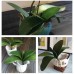 Miracliy Phalaenopsis Orchid Leaves Real Latex Touch Plants Arrangement, 3 Pieces